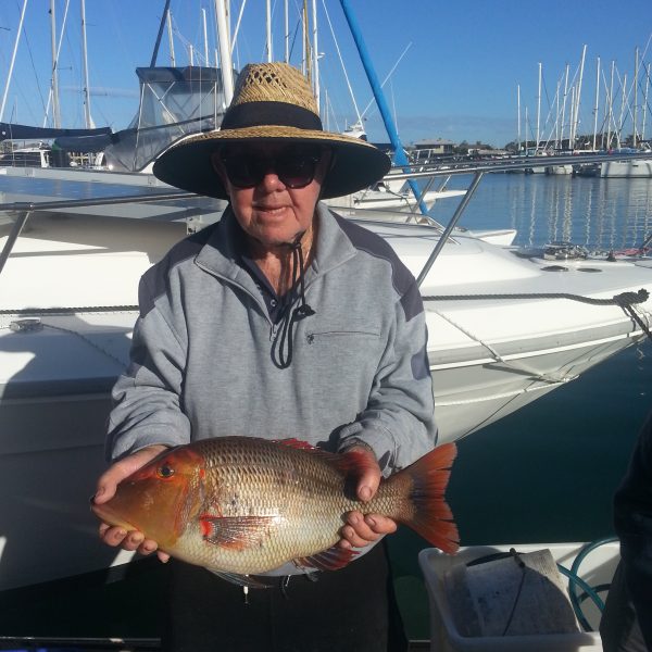 Mooloolaba fish species found on the Sunshine Coast while reef fishing.