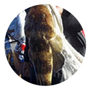 Flathead caught on the Sunshine Coast on a fishing charter