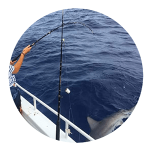 Gummy Shark found off Mooloolaba on the Sunshine Coast