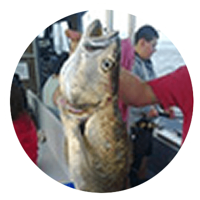 Sunshine Coast Jewfish Fishing Charters