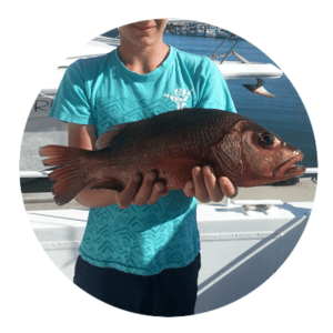 Sunshine Coast Mangrove Jack fishing